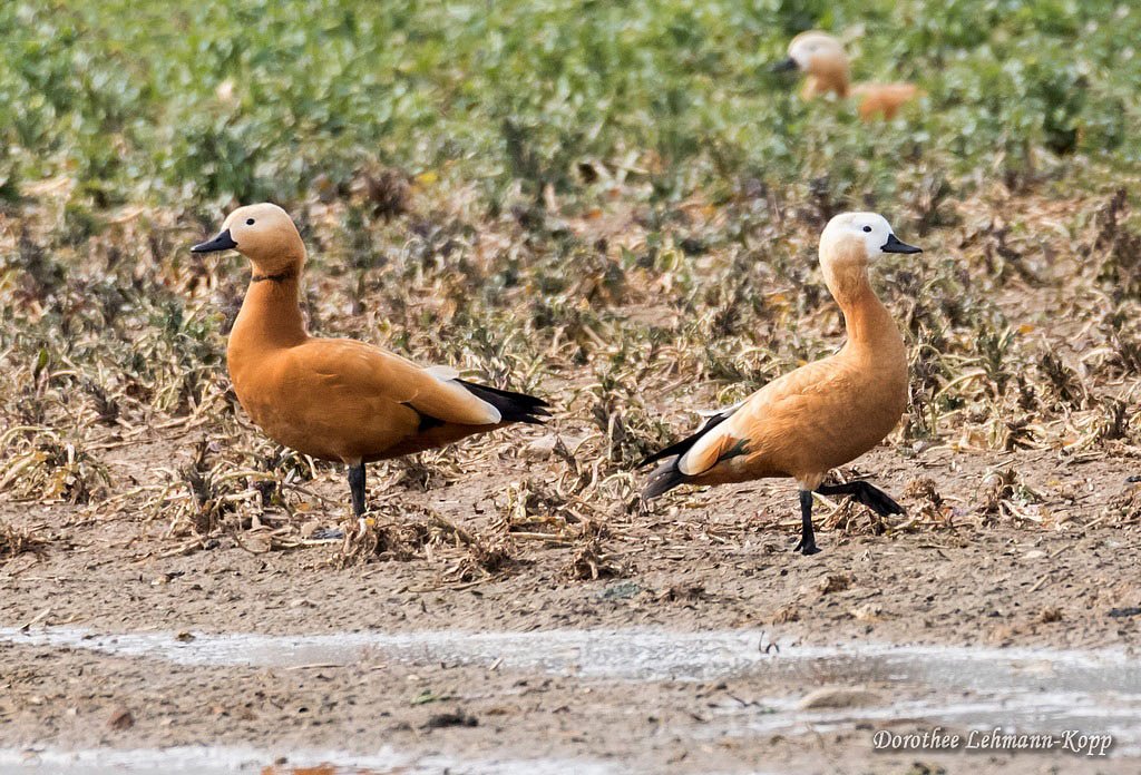 Gänse Dorothee LehmannKopp