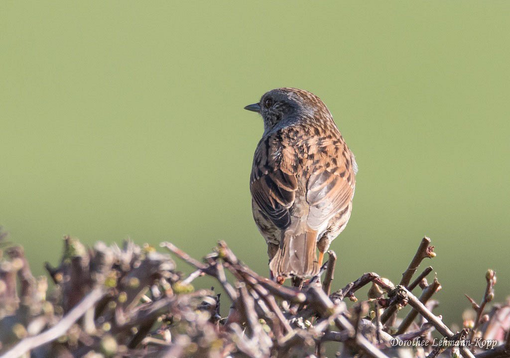 Heckenbraunelle