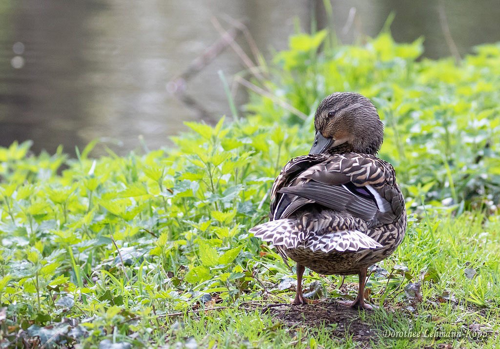 Stockente