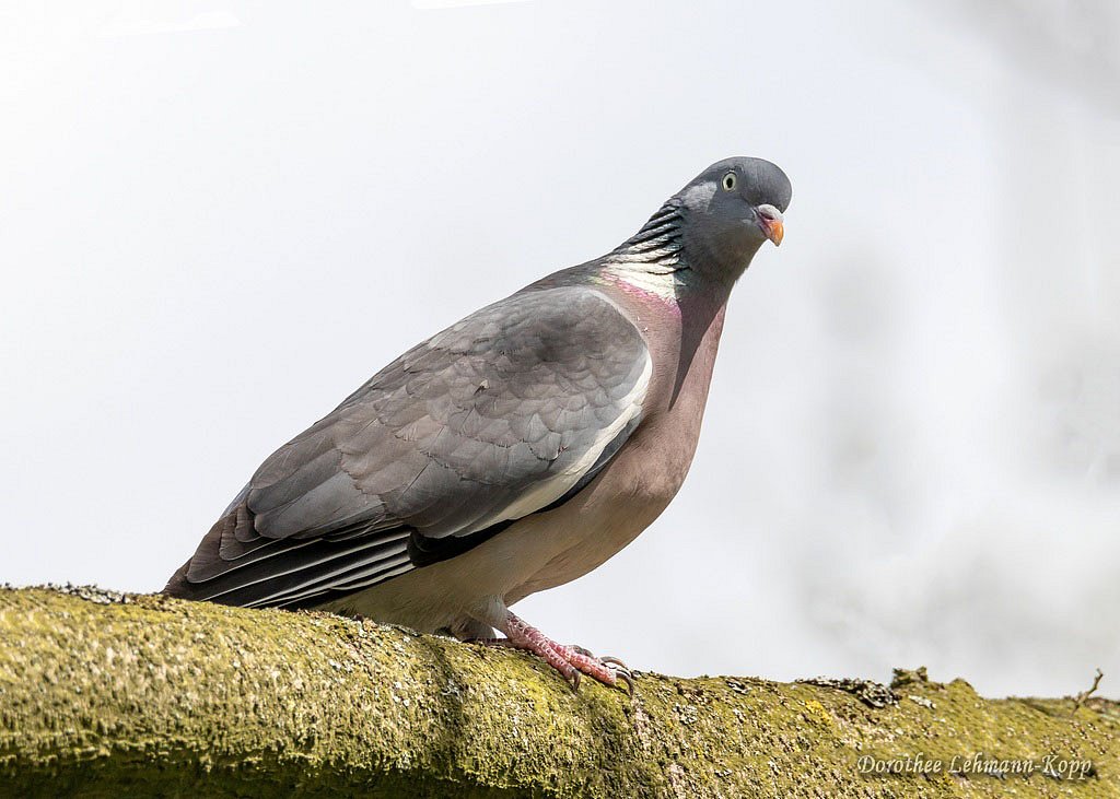 Ringeltaube
