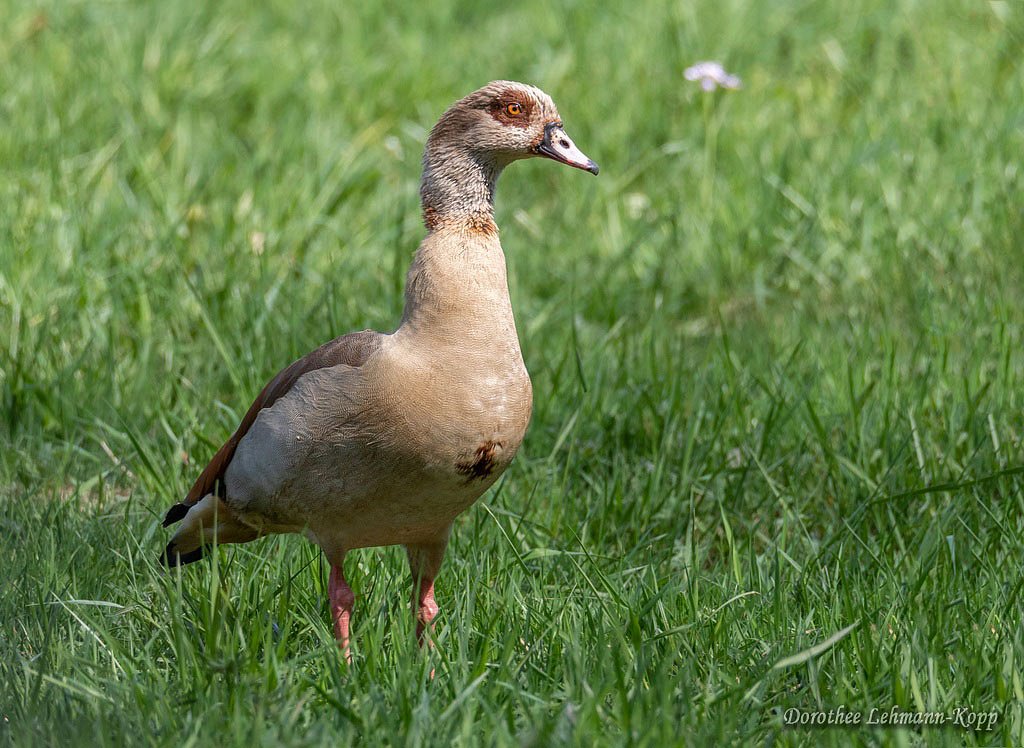 Nilgans