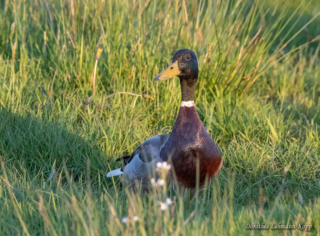 Stockente