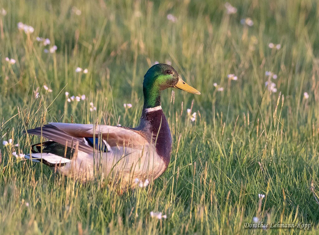 Stockente
