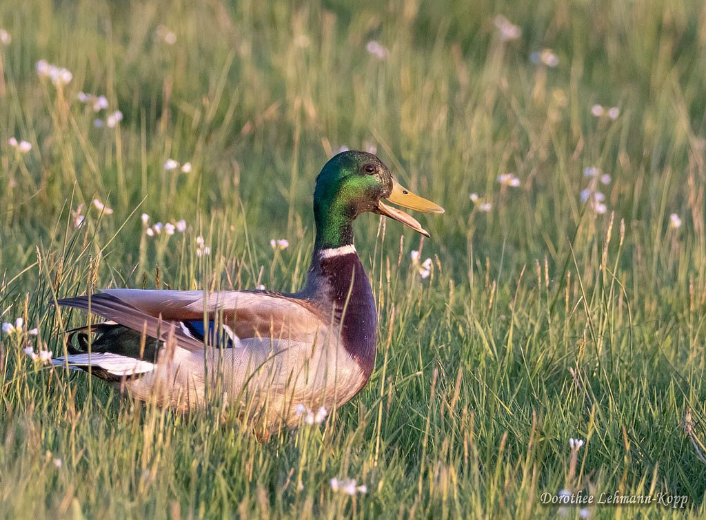 Stockente