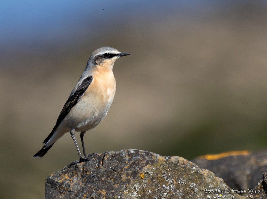 Singvögel