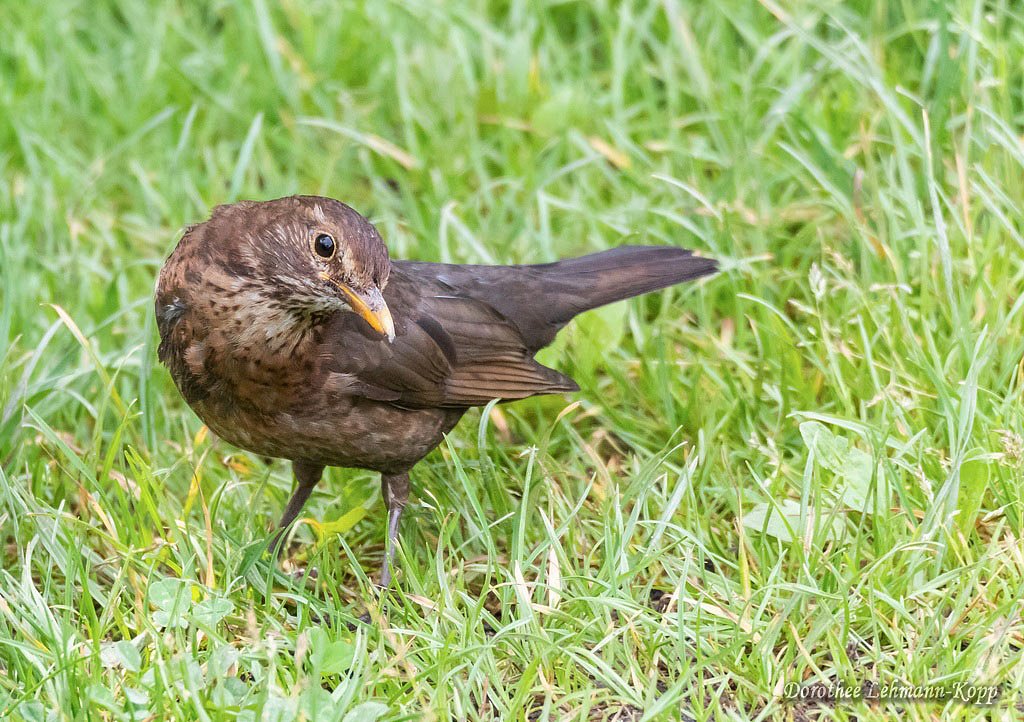 Amsel w