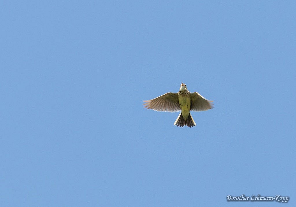 Feldlerche, Singflug, Belegbild