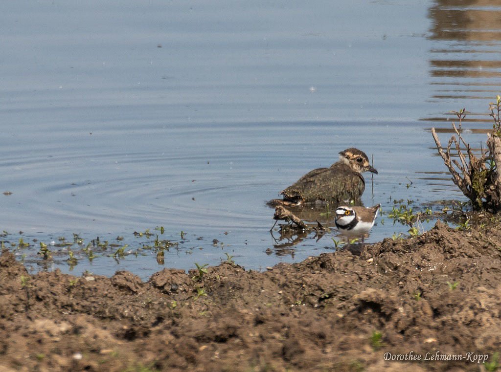 Kiebitz juvenil, Flussregenpfeifer, Belegbild