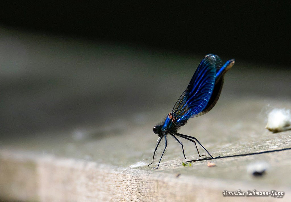 Gebaenderte Prachtlibelle