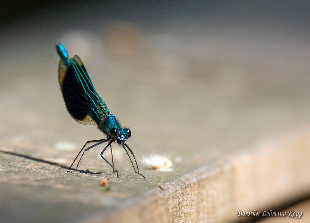 Gebaenderte Prachtlibelle
