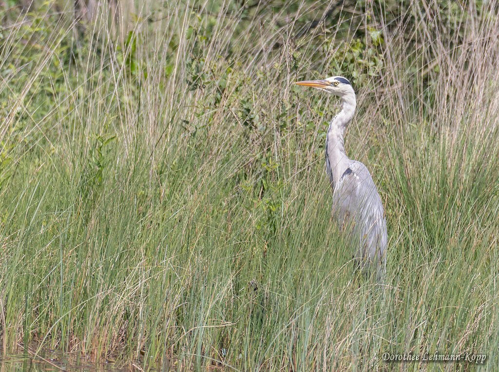 Graureiher adult