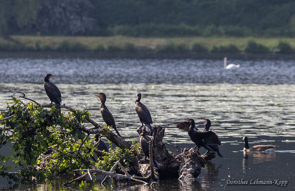 Kormoran