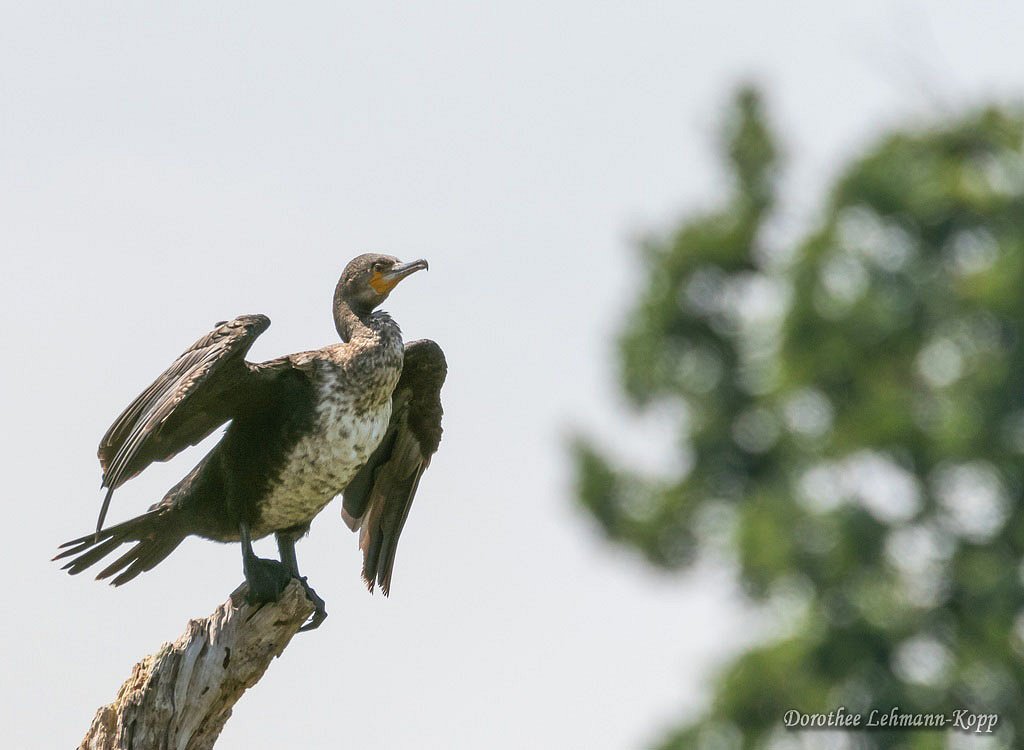 Kormoran