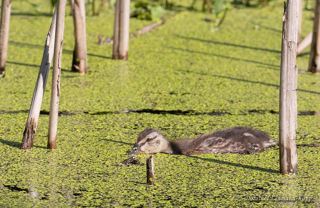 Stockente Kueken