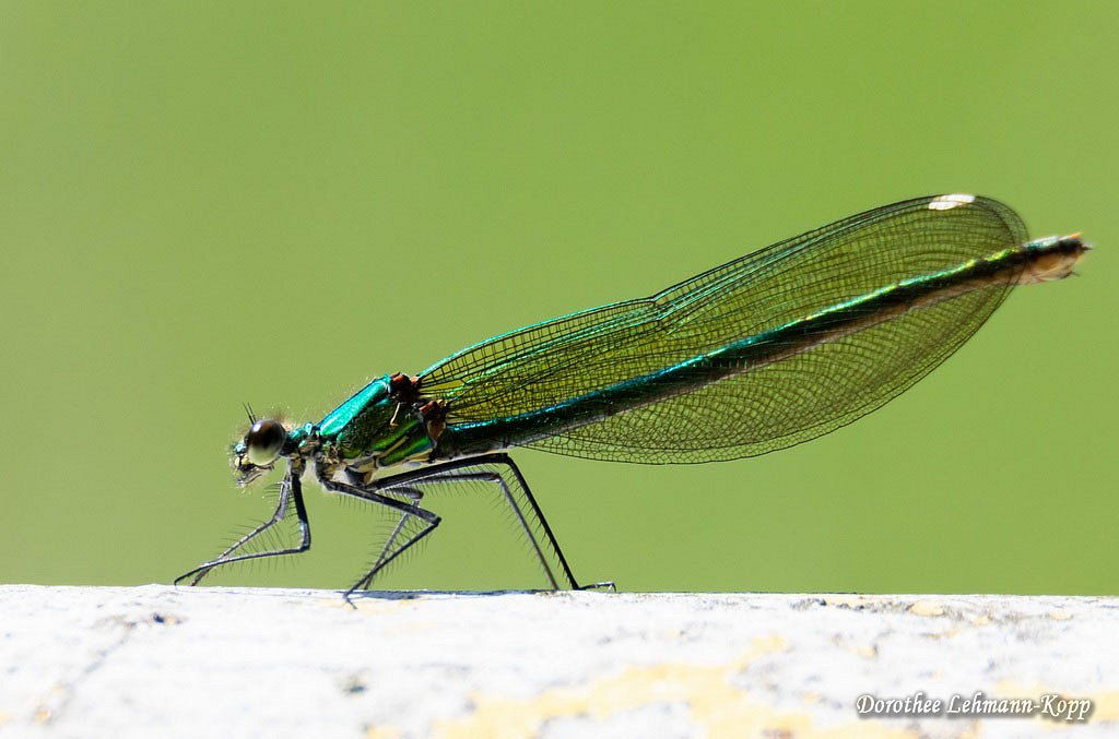 Blaufluegel Prachtlibelle