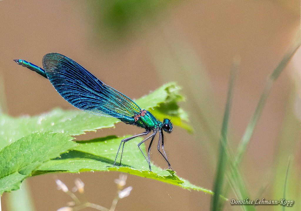 Gebaenderte Prachtlibelle