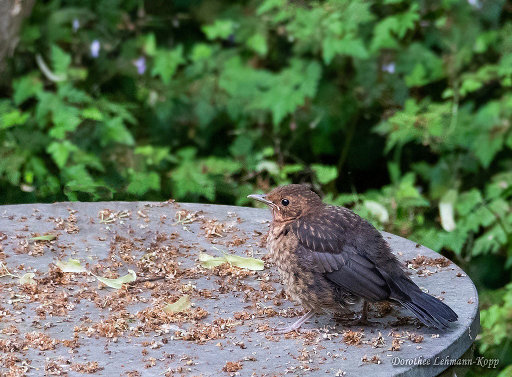 Amsel juv