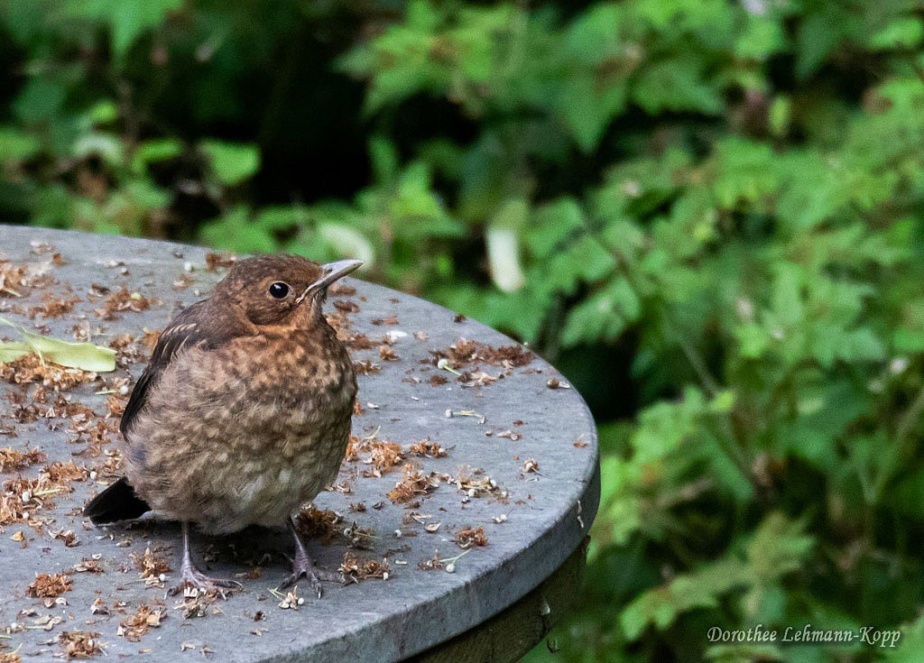Amsel juv