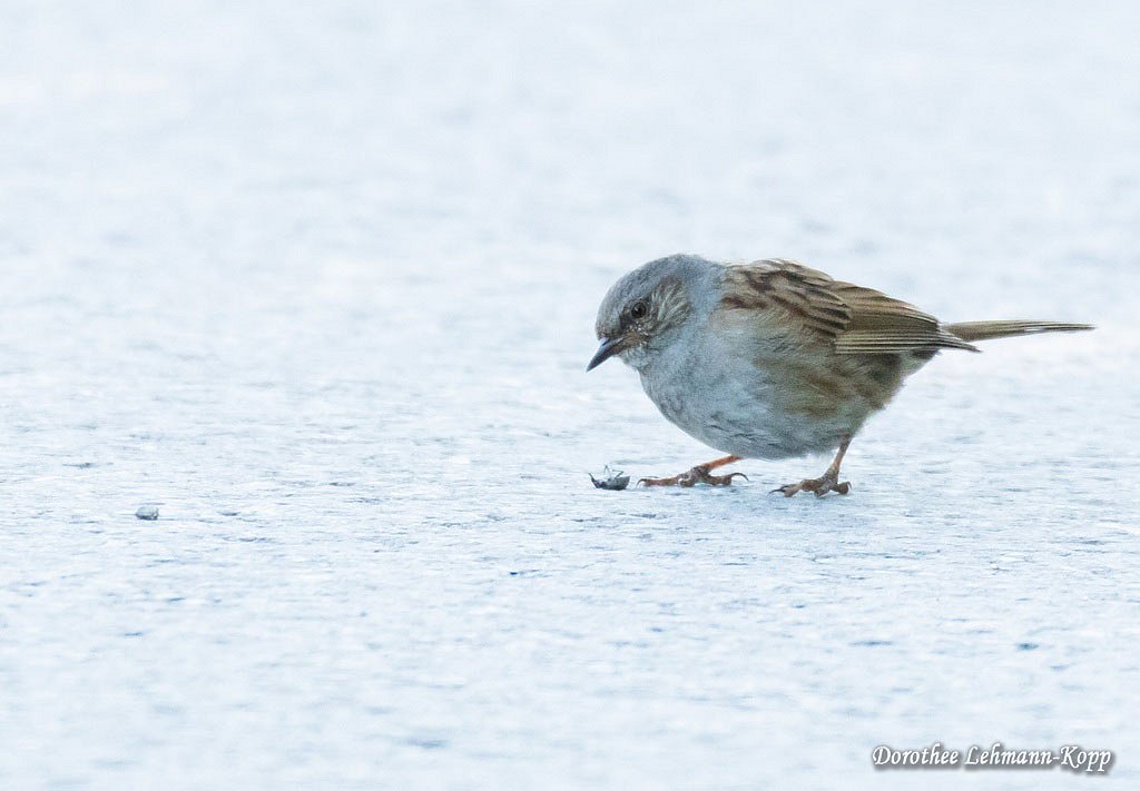 Heckenbraunelle juv, Belegbild