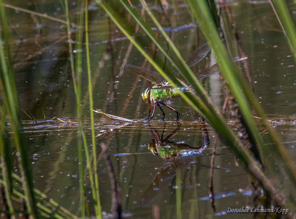 Blaugruene Mosaikjungfer