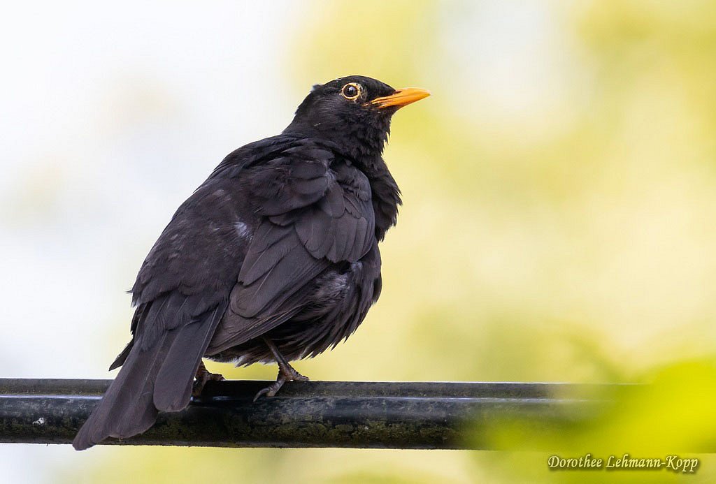 Amsel
