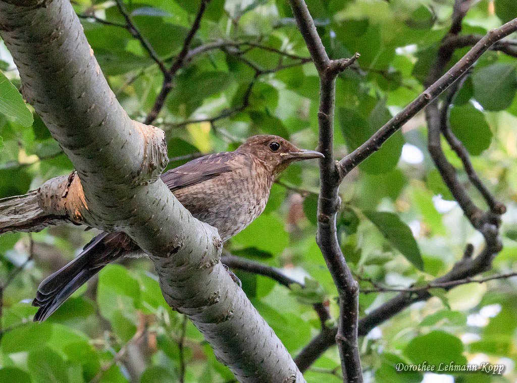 Amsel, Beleg