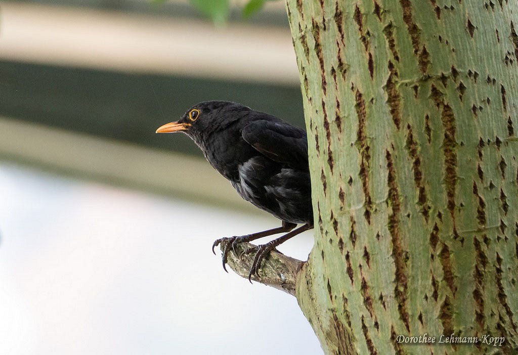 Amsel