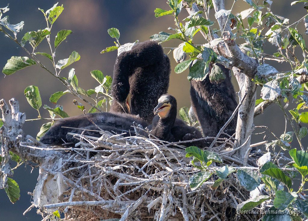 Kormoran