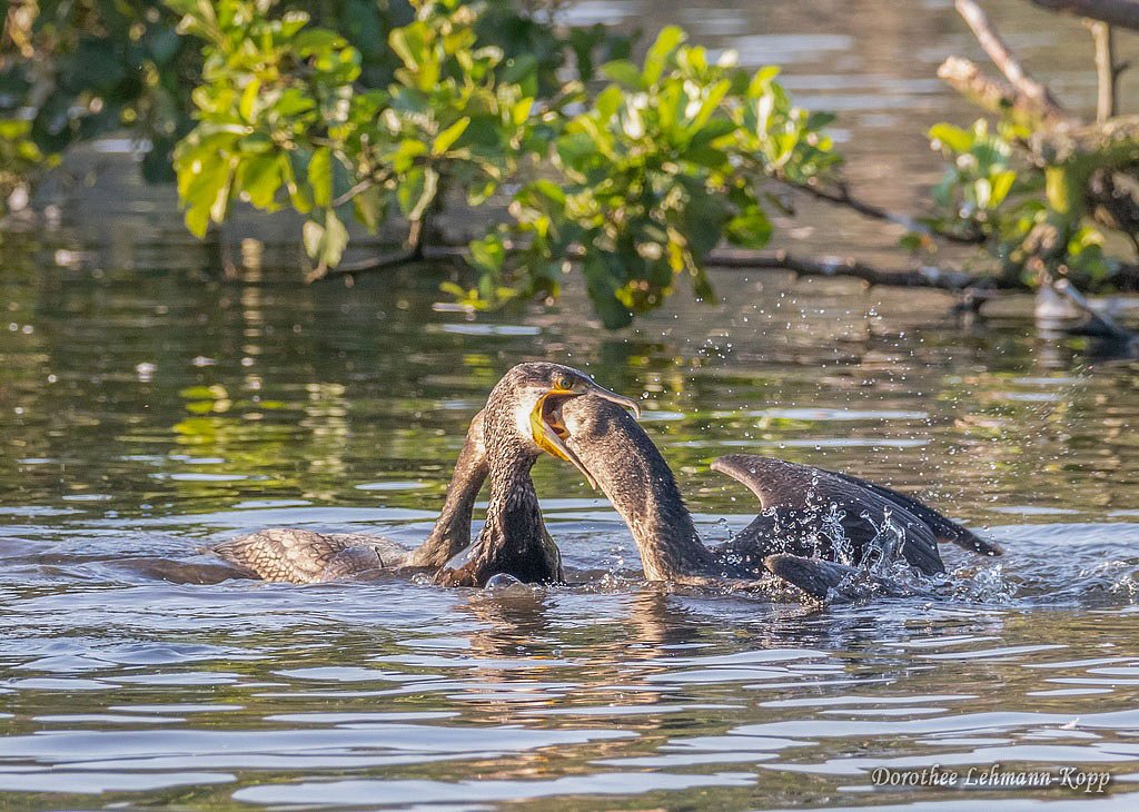 Kormoran