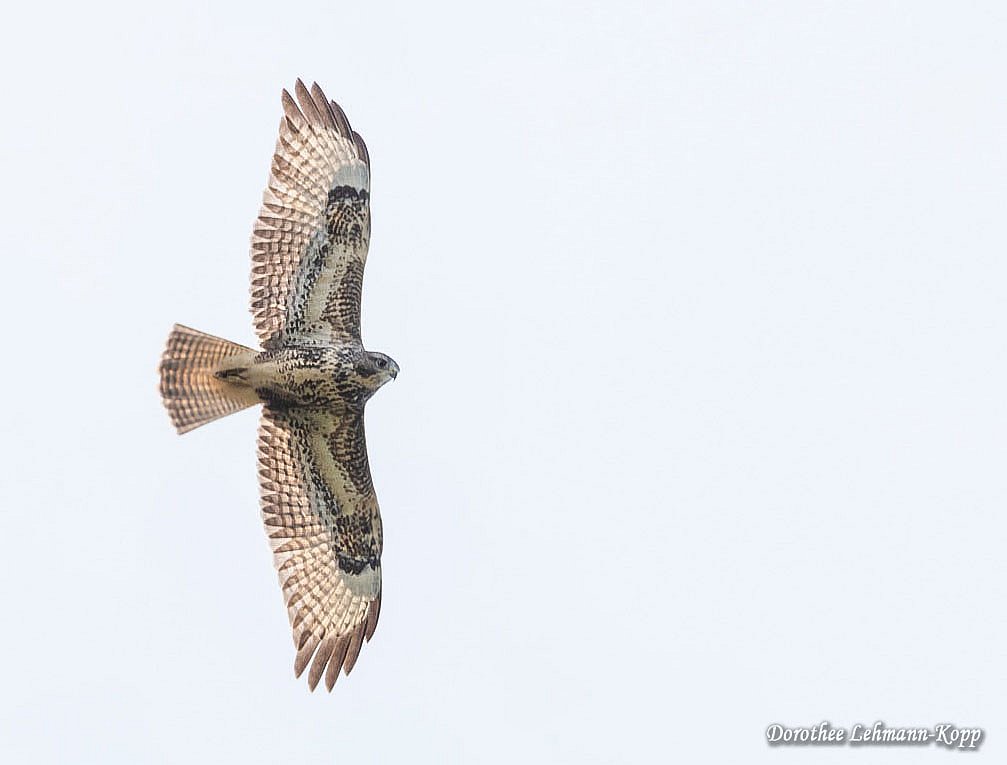 Maeusebussard