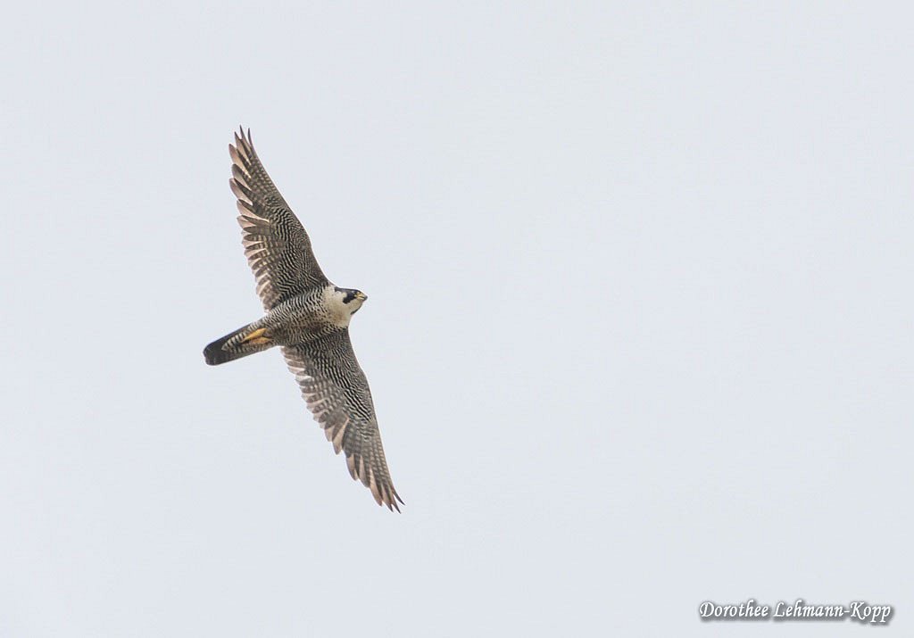 Wanderfalke, Belegbild