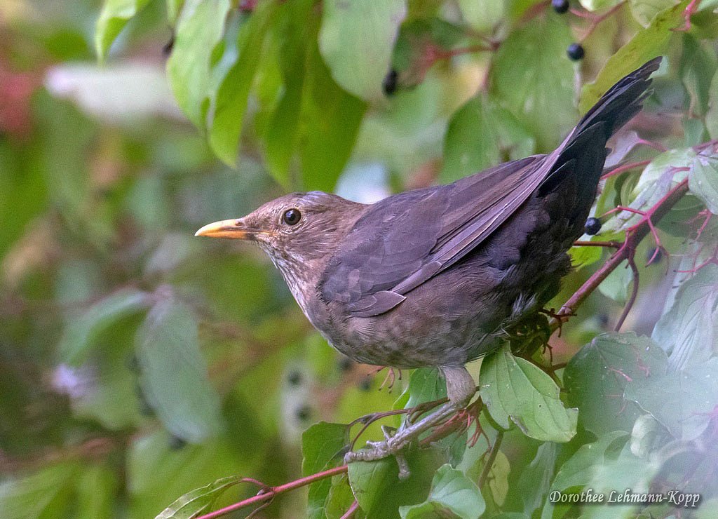 Amsel