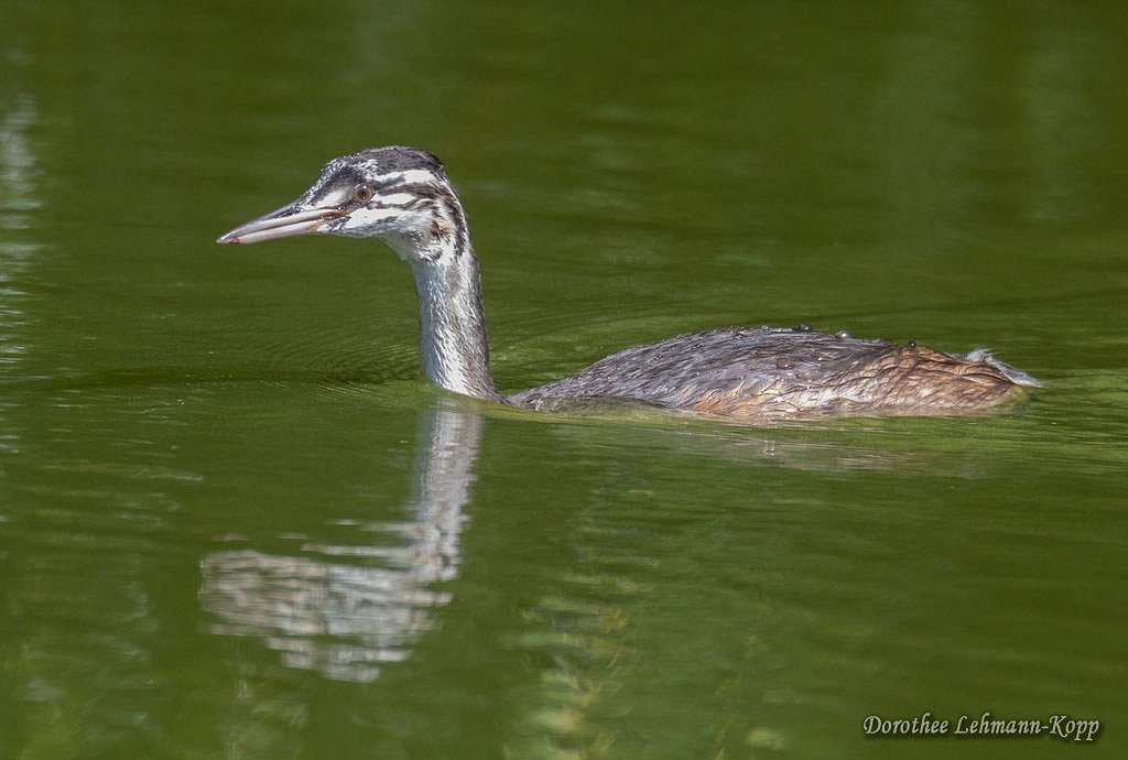Haubentaucher juv