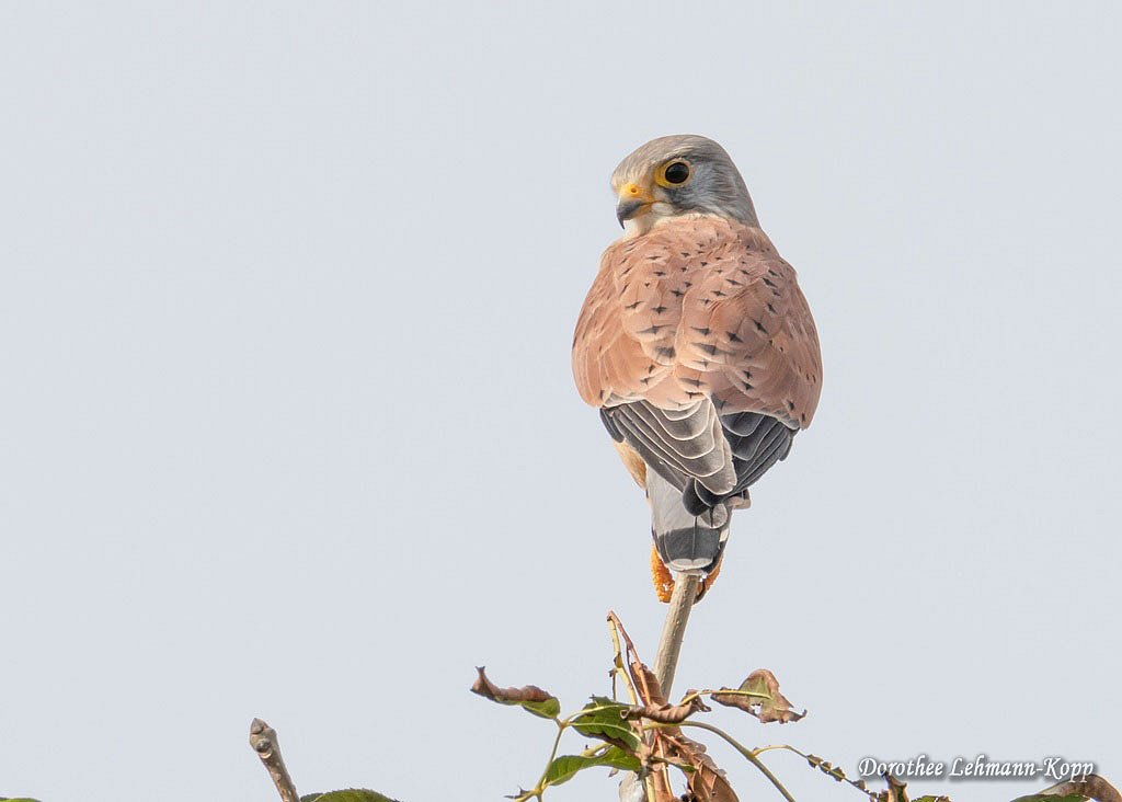 Turmfalke m