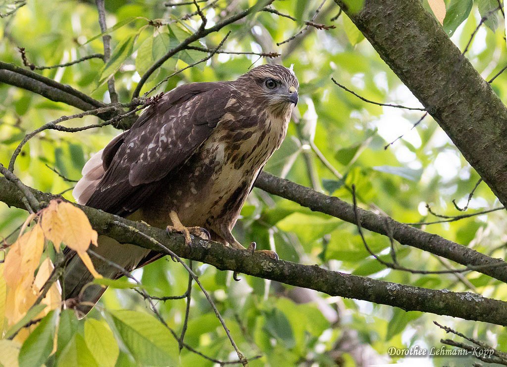Maeusebussard