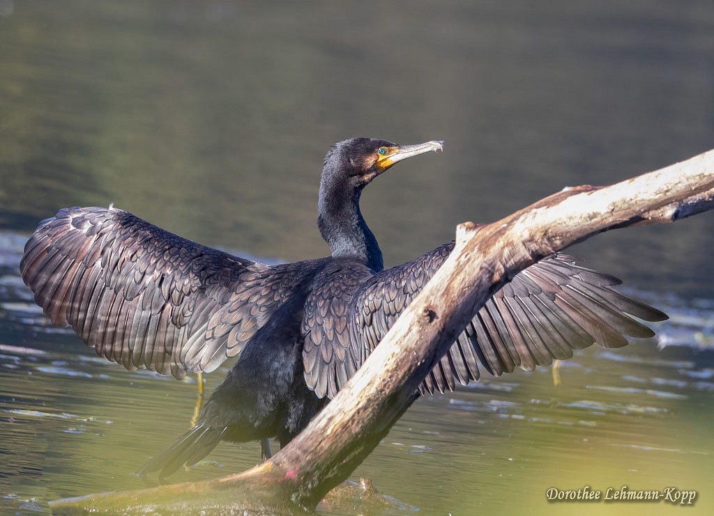 Kormoran