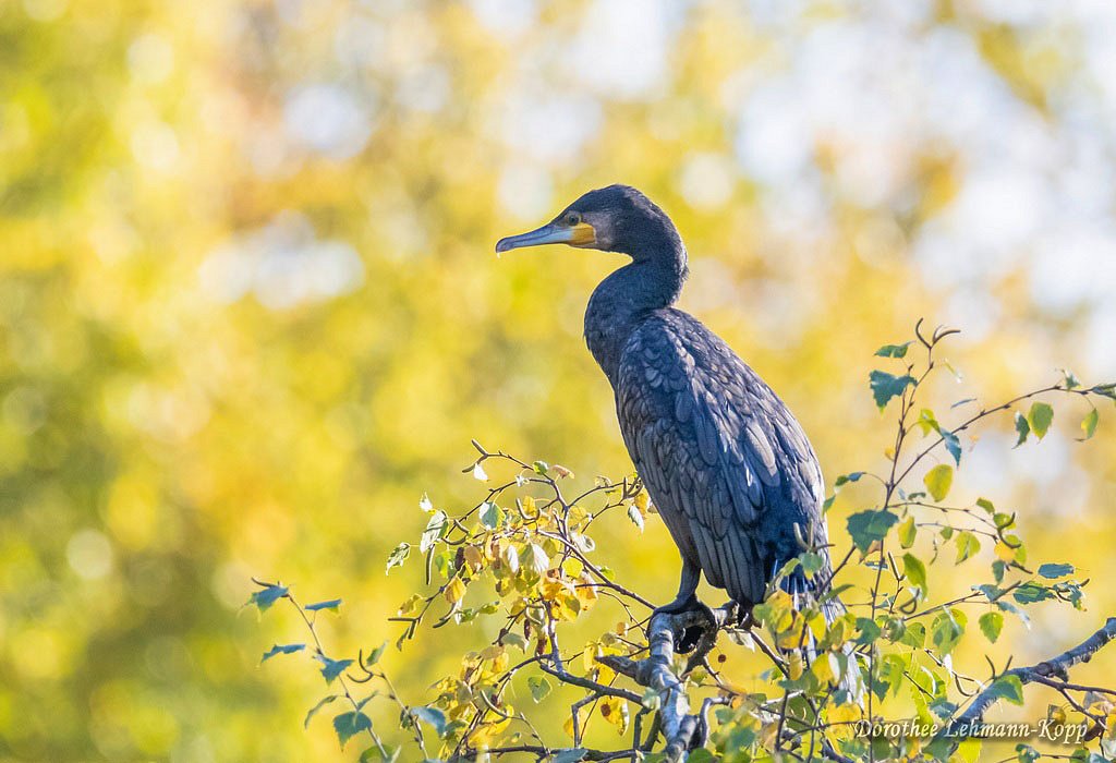 Kormoran