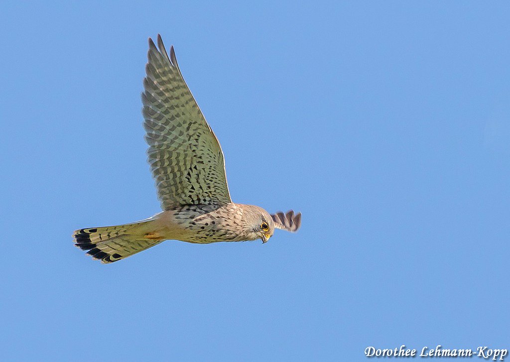 Turmfalke (m) 