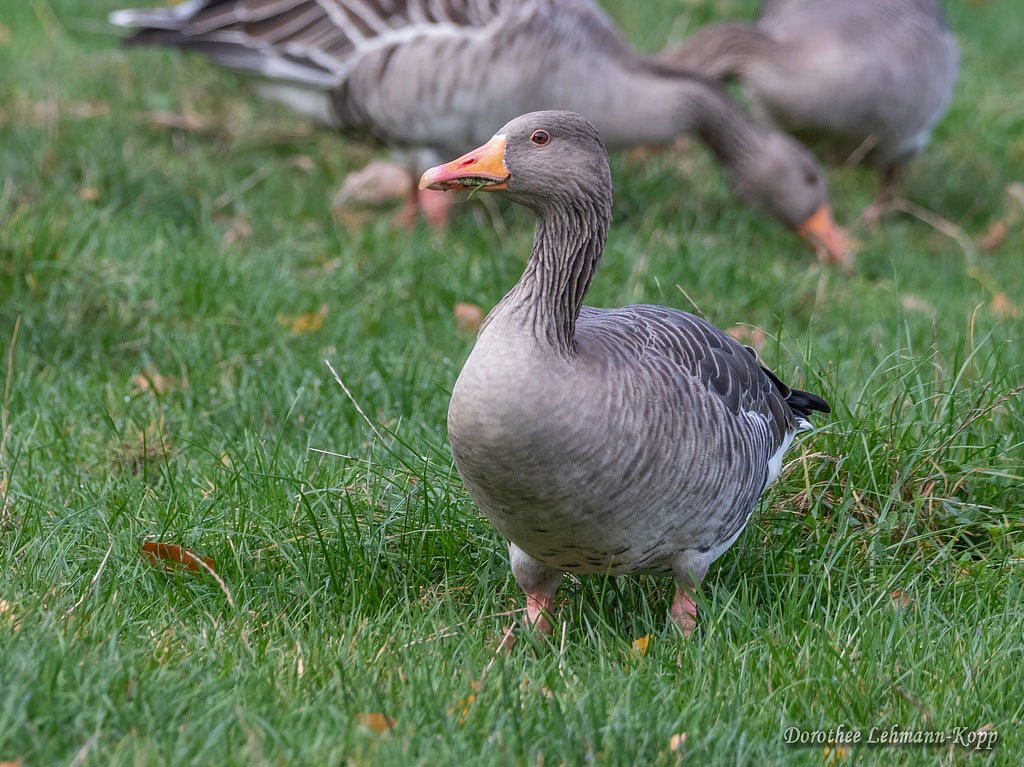 Graugans