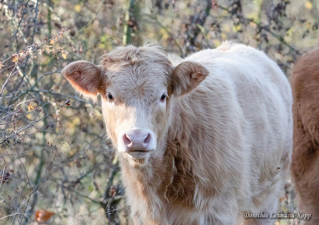 Kalb