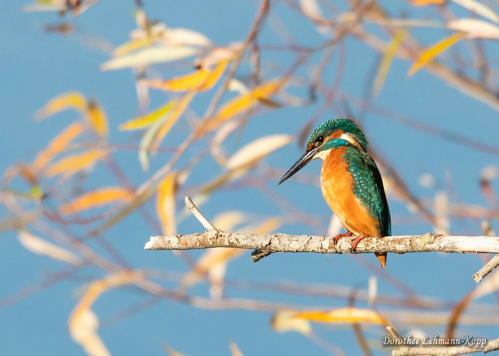 Eisvogel