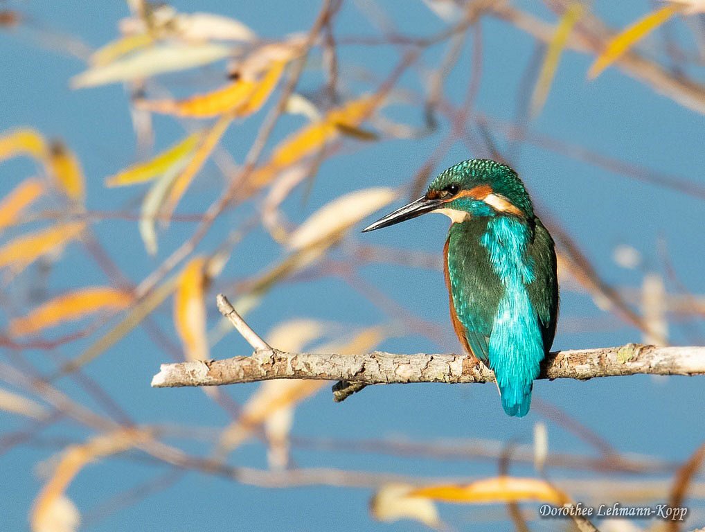 Eisvogel m