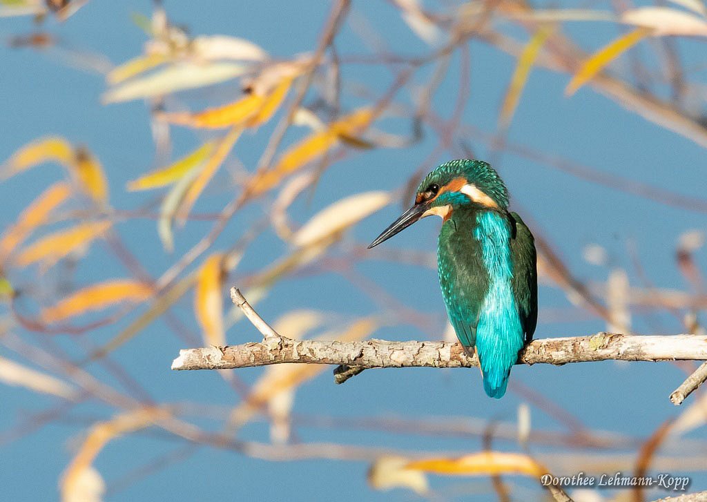 Eisvogel m