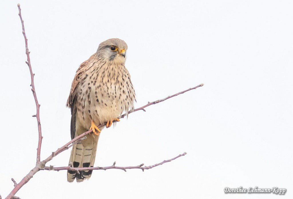 Turmfalke