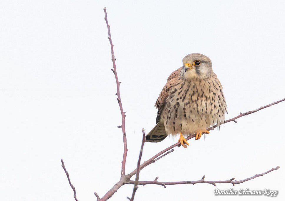 Turmfalke