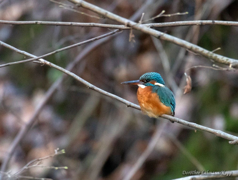 Eisvogel w