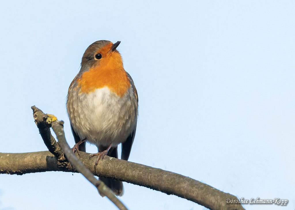 Rotkehlchen