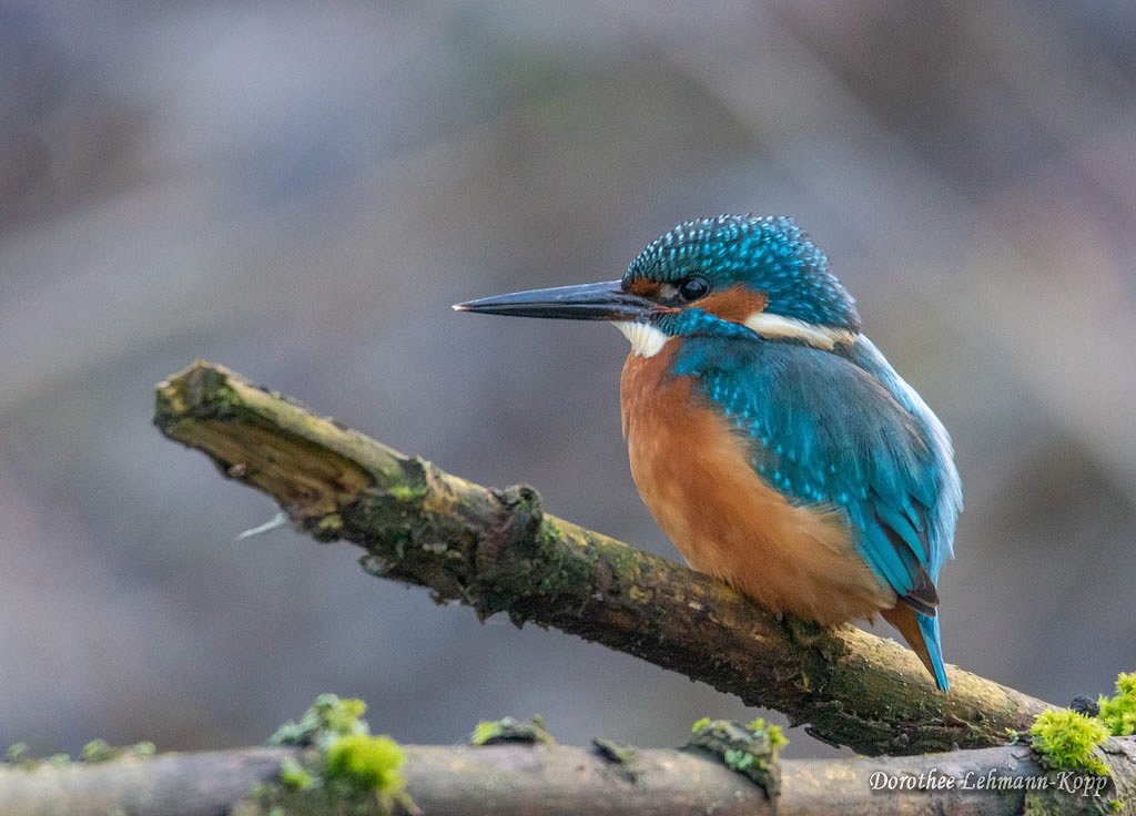 Eisvogel m