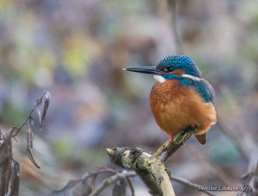 Eisvogel m