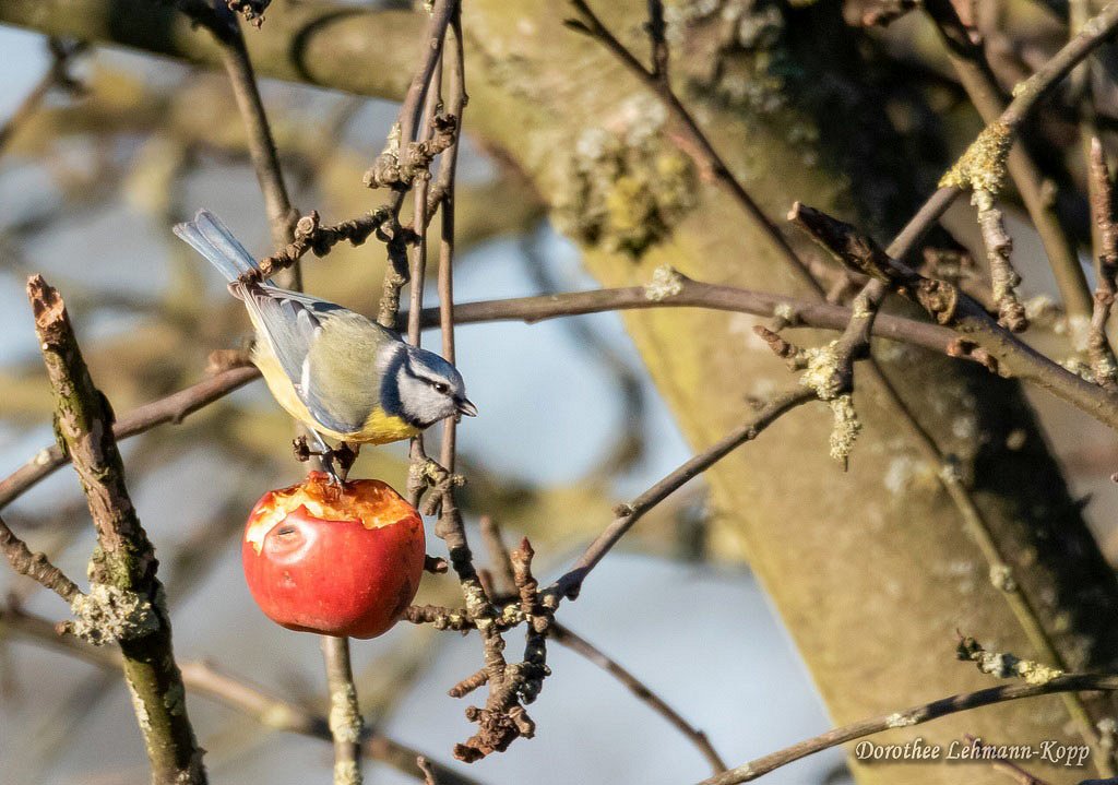 Blaumeise